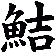 鮚