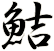鮚