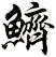 鱭