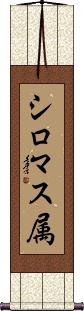 Scroll