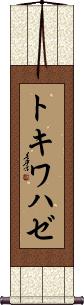 Scroll